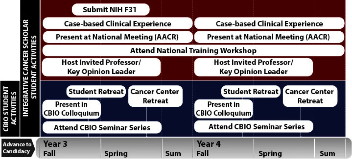 predoctoral timeline